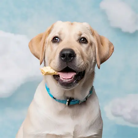 Cachorro saboreando petisco manipulado | Fórmula e Vida Barueri “Farmacêutica preparando manipulado veterinário em capela de fluxo laminar” “Cápsulas manipuladas para cães – dose personalizada” “Solução oral saborizada para gatos – frasco âmbar com seringa dosadora”