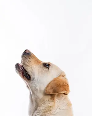 Cachorro curioso com fórmulas pet | Fórmula e Vida Barueri “Farmacêutica preparando manipulado veterinário em capela de fluxo laminar” “Cápsulas manipuladas para cães – dose personalizada” “Solução oral saborizada para gatos – frasco âmbar com seringa dosadora”
