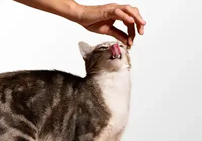 Gato saboreando petisco manipulado | Fórmula e Vida Barueri “Farmacêutica preparando manipulado veterinário em capela de fluxo laminar” “Cápsulas manipuladas para cães – dose personalizada” “Solução oral saborizada para gatos – frasco âmbar com seringa dosadora”